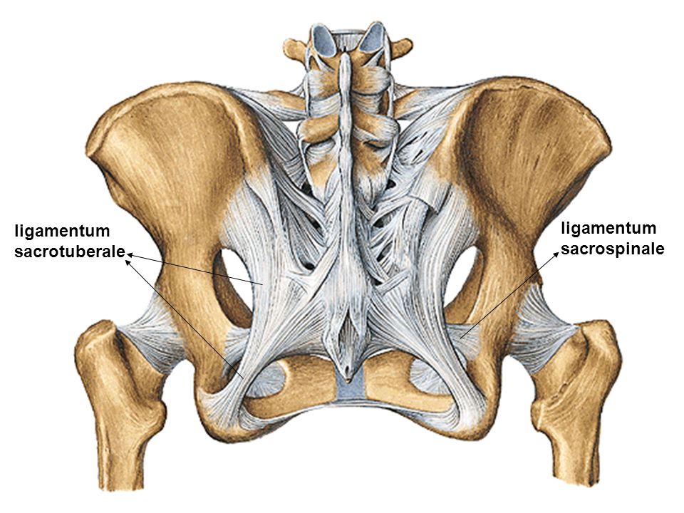 Lig sacrotuberale.jpg