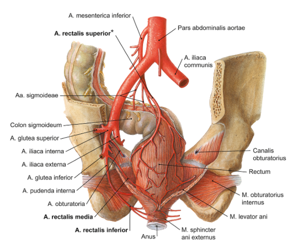 Arterien Rectum.png