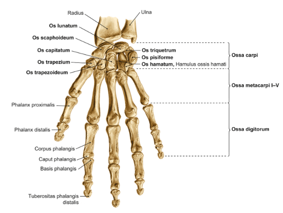 Handknochen.PNG
