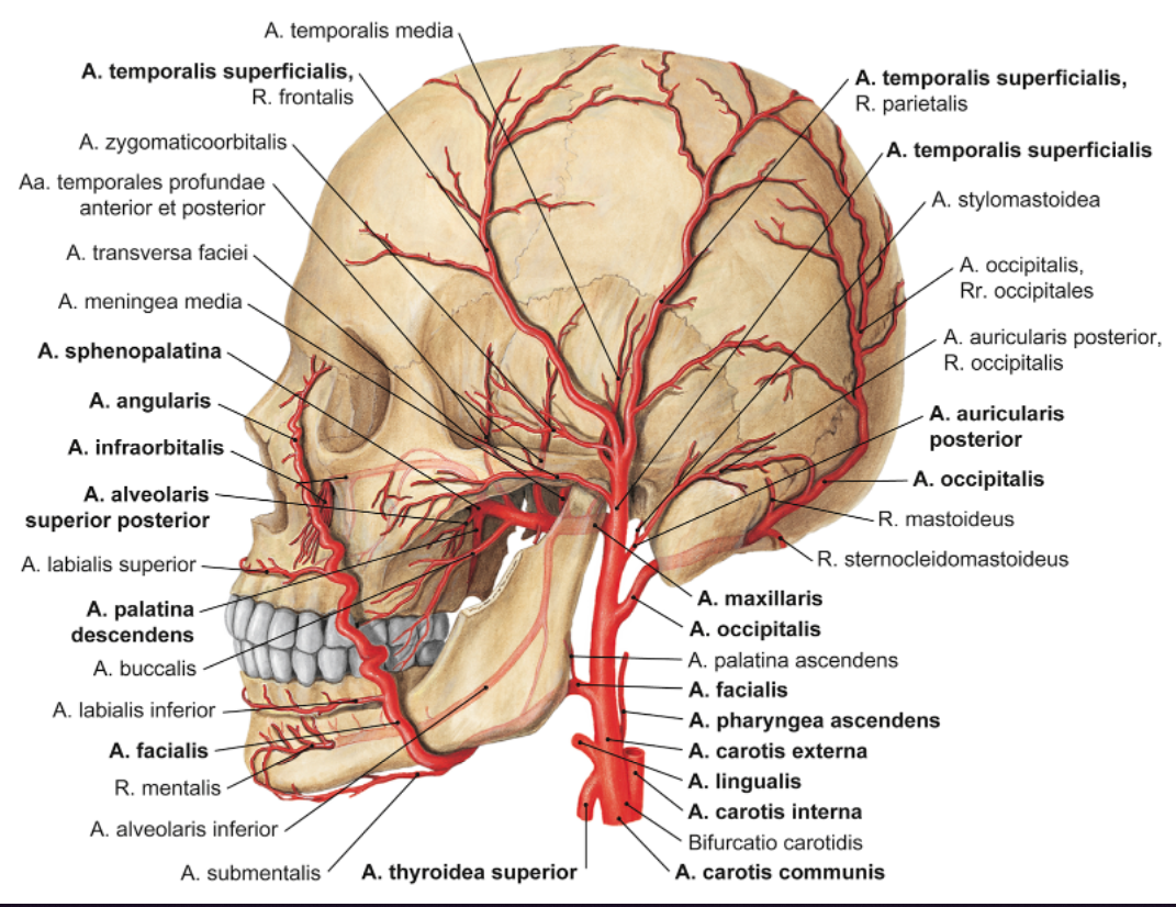 Arterien Schaedel.png