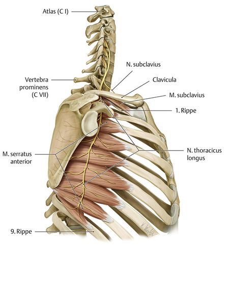 Datei:N.thoracicus longus.jpg