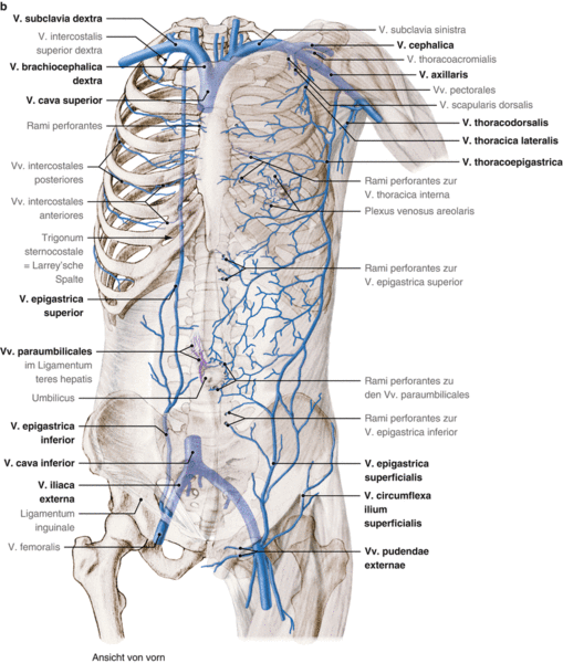 Datei:Venen Thorax.gif