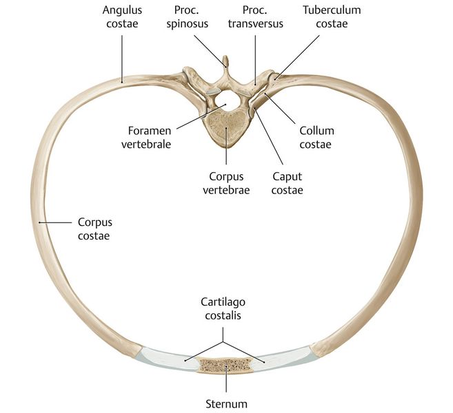 Datei:Angulus costae.jpg