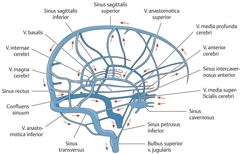 Datei:Kraniale Venen.jpg