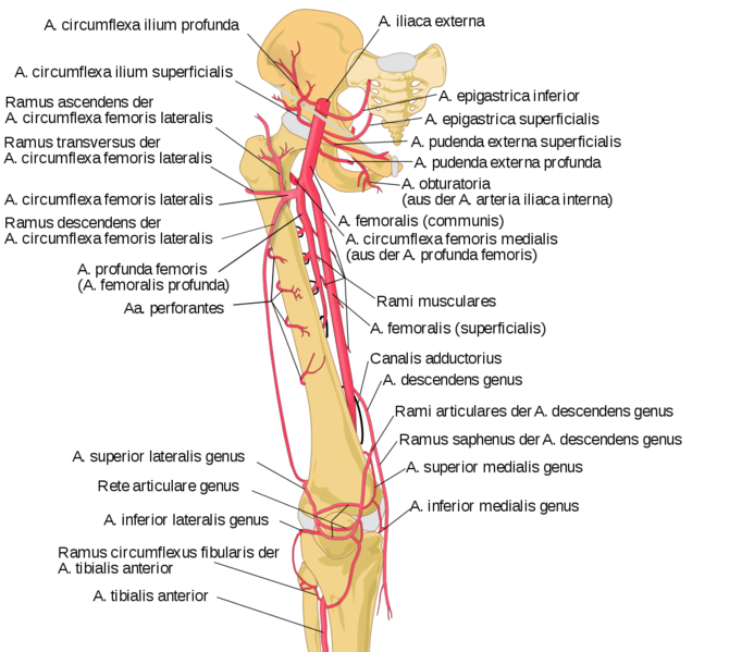 Datei:Arterien Huefte.png