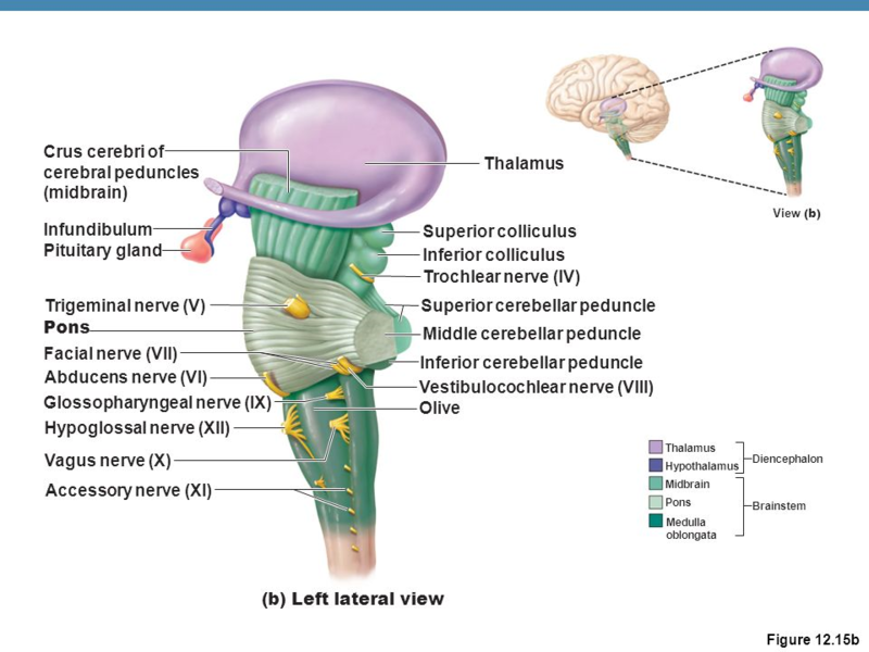 Datei:Thalamus bis Hirnstamm.png