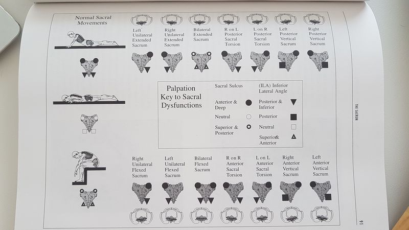Datei:Differentialdiagnostik Os sacrum.jpeg