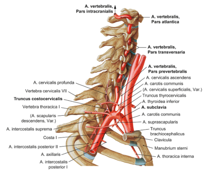 Datei:Arterien Hals.png