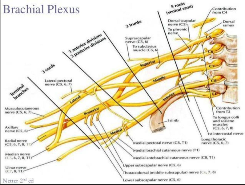 Datei:Plexus brachialis.PNG
