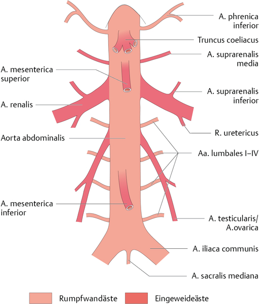Datei:Arterien abdomen.png