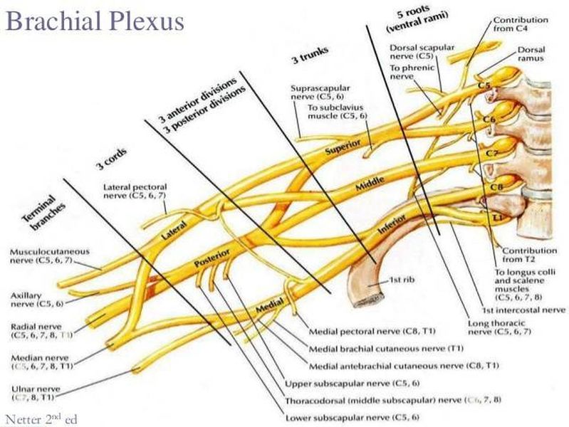 Datei:Plexus brachialis.jpg