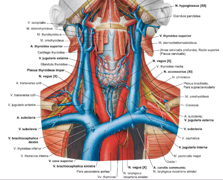 Datei:Leitbahnen Hals.png