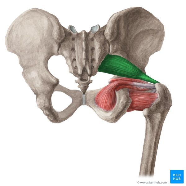 Datei:M piriformis.jpg